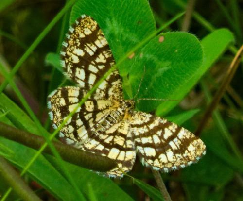 Chiasmia clathrata
